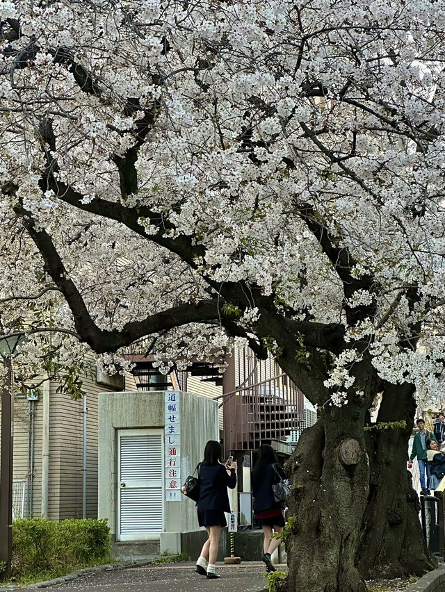 โอซาก้า🇯🇵