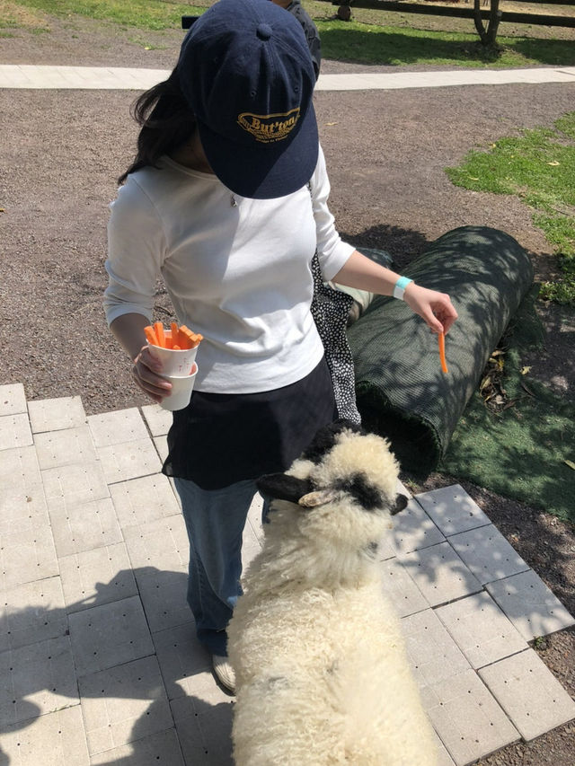 제주에서 알파카를 이렇게 가까이서? 🐑 도치돌 알파카 목장 가봤어?