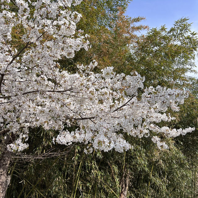 경주 벚꽃, 유채꽃 데이트 🌸💛 