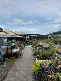 Blooms and Bargains at Kundasang Market 