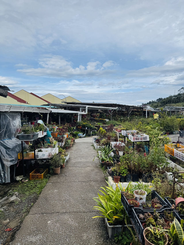 Blooms and Bargains at Kundasang Market 