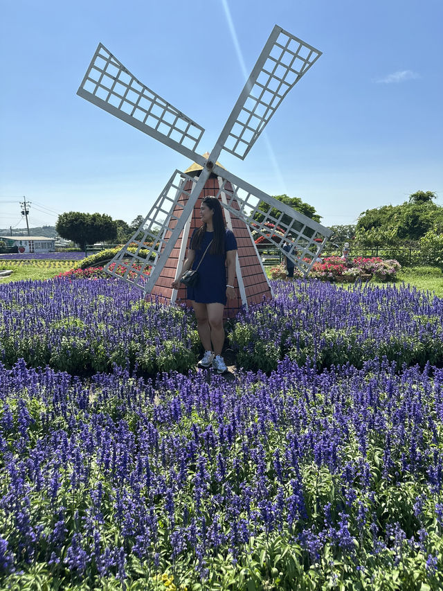 Gaze at seas of flowers 🌺 