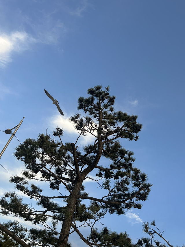 🌅 서해의 황홀한 노을, 꽃지해수욕장