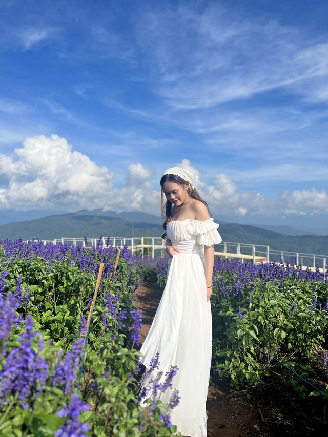 สวนดอกไม้เชียงใหม่ 🌸