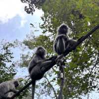 KL Forest Eco Park (Kuala Lumpur)