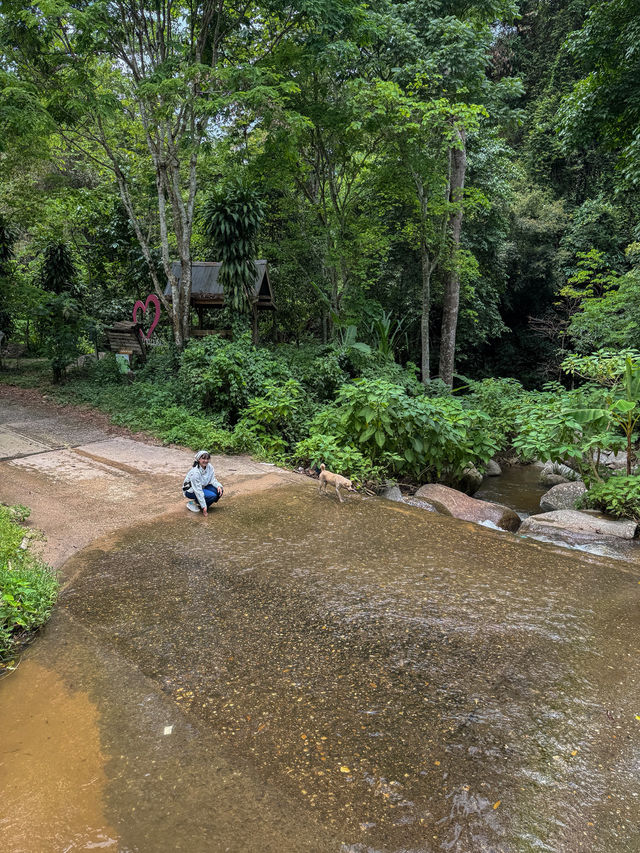 ฤดูฝนที่บ้านป่าเหมี้ยง จ.ลำปาง 🏡⛰️🌧️🌳