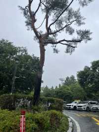 일자산 도시 자연공원