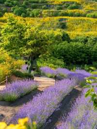 Purple Dreams at Jisepo Lavender Fields