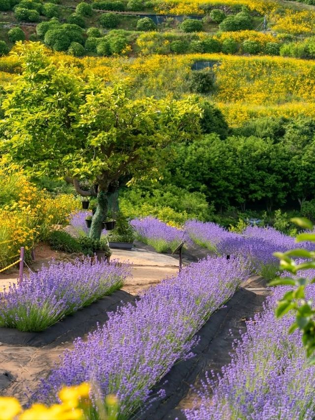 Purple Dreams at Jisepo Lavender Fields