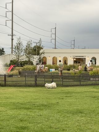 A very large dog cafe. The dogs had a lot of fun playing.