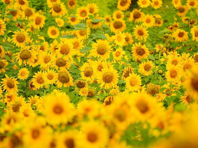 台中后里環保公園賞向日葵