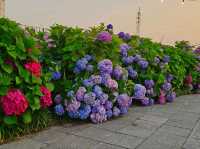 As sunset approaches, the hydrangeas blossomed in glarrung colors
