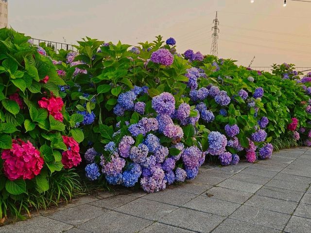 As sunset approaches, the hydrangeas blossomed in glarrung colors