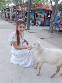 Family Park Pattaya ฟาร์มแกะ พัทยา