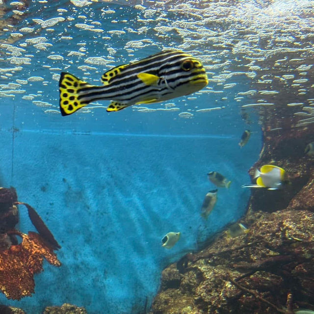 สถาบันวิทยาศาสตร์ทางทะเล มหาวิทยาลัยบูรพา 🐟🐠🐡🎏