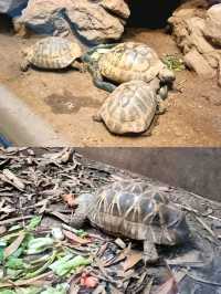 Exploring Taipei Zoo: A Journey Through Asia’s Premier Wildlife Park