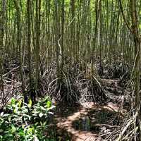 Sundarbans – Where the Forest Breathes with the Tides 🌿🐅