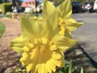 Strolling Through Storybook Greens: Summer Walks at Kings Park