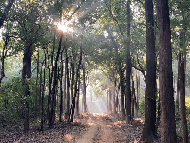 Roars, Forest Trails & Jeep Vibes