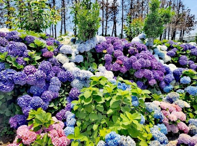 Dabdani繡球花田