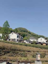 หมู่บ้านชาหลงจิ่ง (龙井村 / Longjing Village)