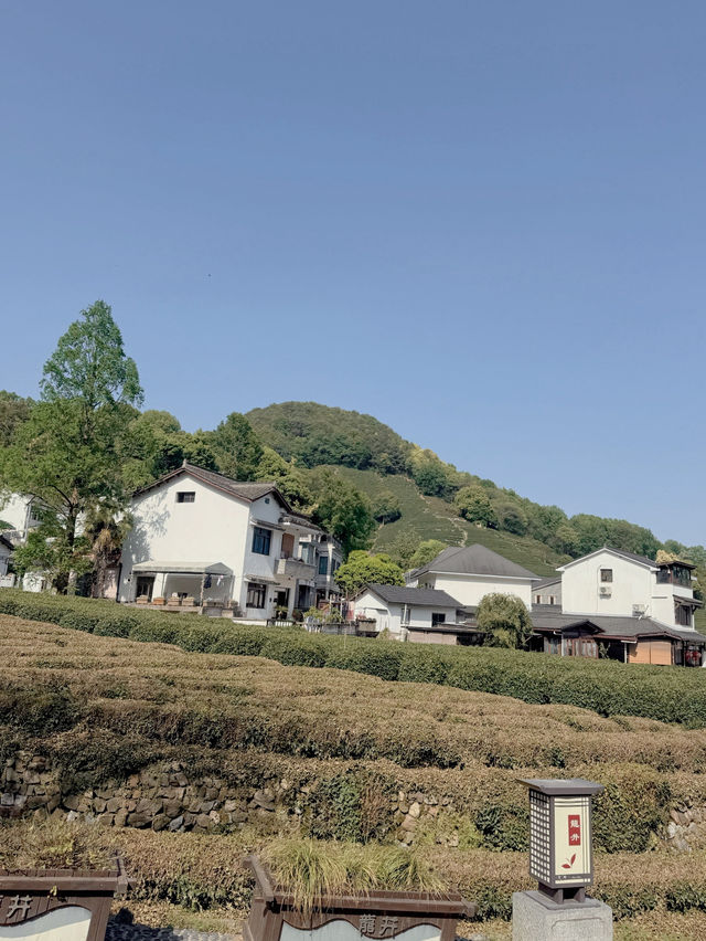 หมู่บ้านชาหลงจิ่ง (龙井村 / Longjing Village)