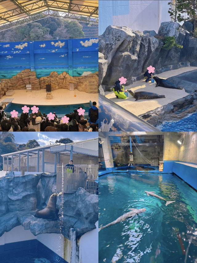 国内で唯一ラッコに会えるの水族館🦦🐚‎🫧【三重県・鳥羽】