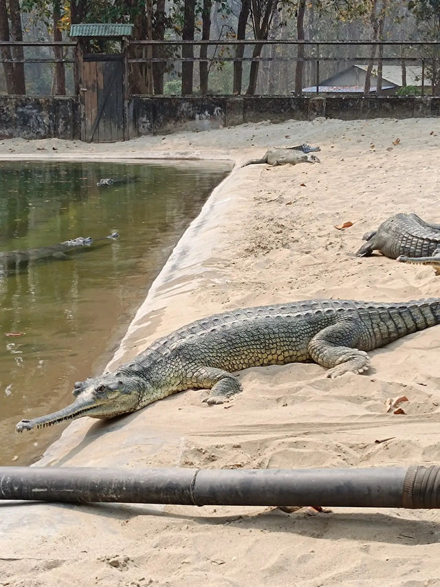Chitwan National Park