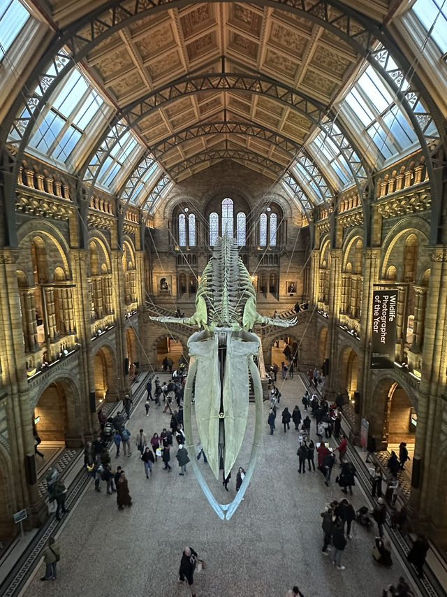 Walking With Dinosaurs At London’s Natural History Museum 