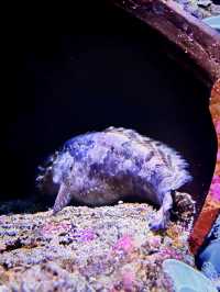 Coastal Currents & Wrecked Wonders at Aquaria KLCC