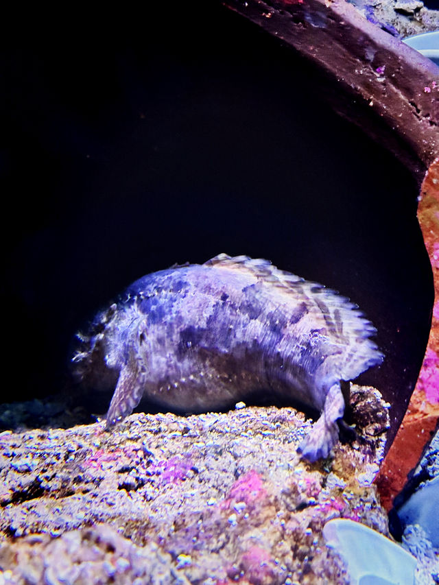 Coastal Currents & Wrecked Wonders at Aquaria KLCC