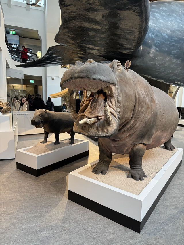 아이와 함께 가기 좋은 박물관 1위 – Natural History Museum