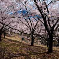 新倉山浅間公園 | 富士山賞櫻絕景聖地 🌸⛰️