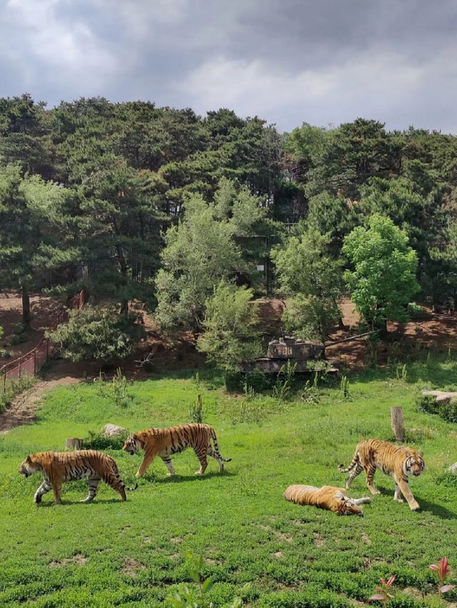 Shenyang Forest Zoo 🐼