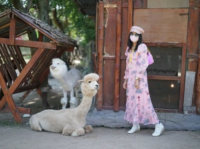 อัลปาก้าฮิลล์ สวนผึ้ง