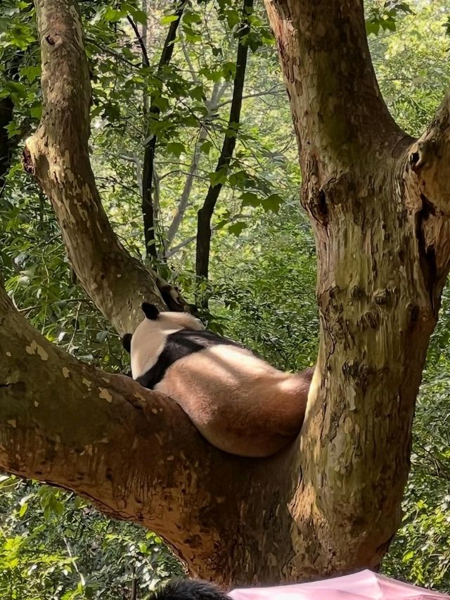 Pandas in Chengdu Are the Cutest Thing Ever