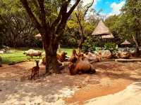 Chimelong Safari Park, Guangzhou: Asia’s Ultimate Wildlife Adventure 