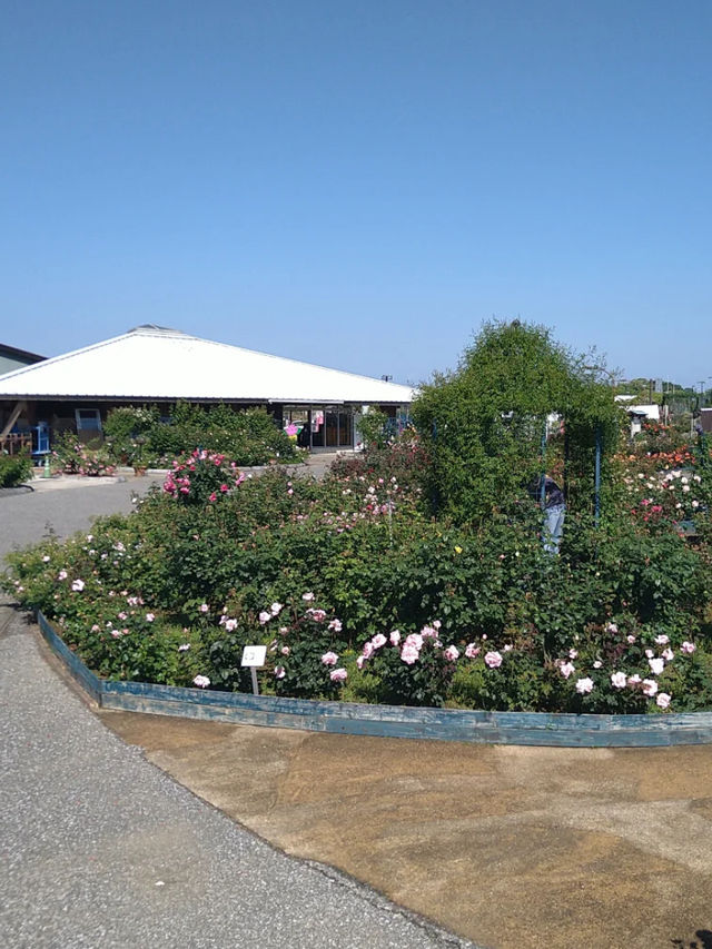【エコパーク水俣バラ園】色とりどりのバラに包まれる、癒しの花園🌹🌞