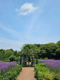 「森を走る列車で、自然のワンダーランドへ🚂🌿 Ecoland