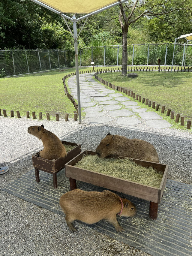 A magical day at Bambi land, Taiwan