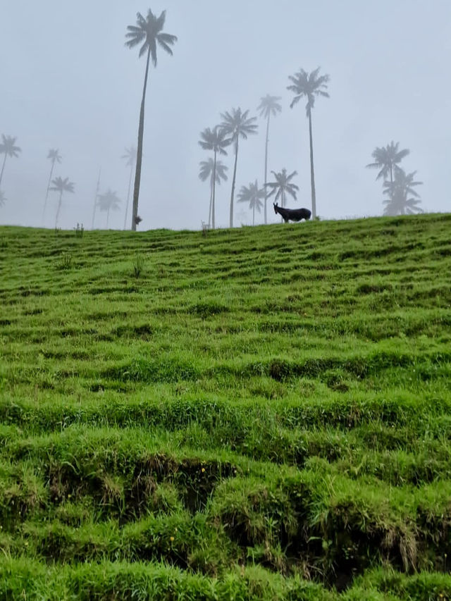 Horseback Through the Clouds: Cocora Valley’s Magical Wax Palms