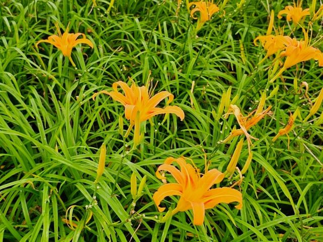 📍 花蓮｜一生必看，山林間的金色花海