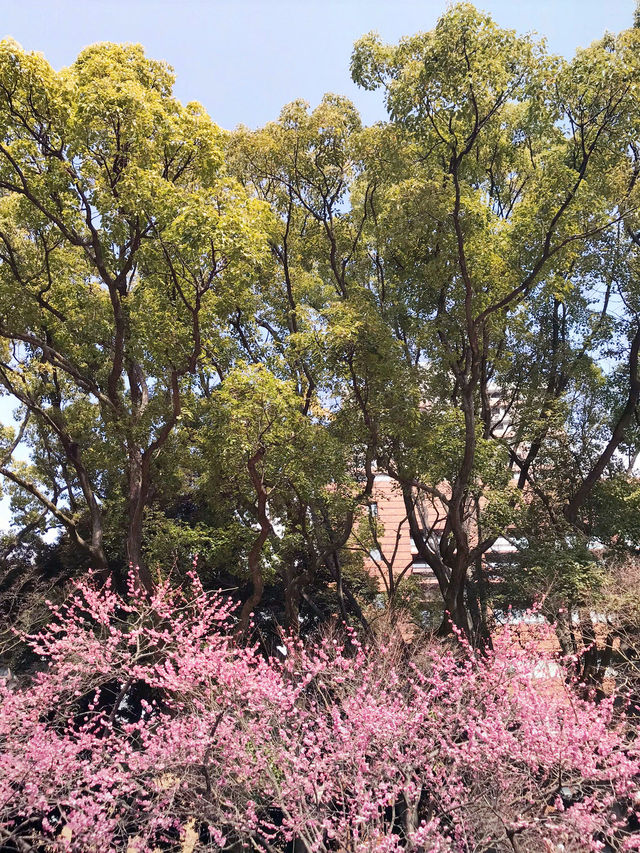 🌸 横浜公園の春の花々と見頃 2026年横浜ガーデンネックレス予測 🌸 横浜公園の春の花々と見頃 2026年横浜ガーデンネックレス予測