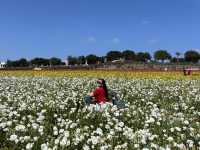 🌸 봄을 수놓는 카르즈배드 플라워 필즈 (Carlsbad Flower Fields)
