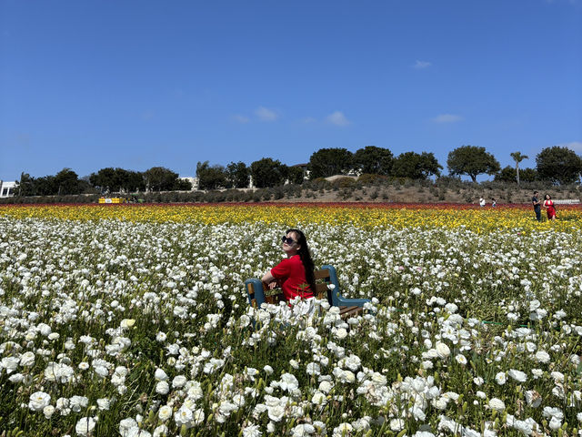 🌸 봄을 수놓는 카르즈배드 플라워 필즈 (Carlsbad Flower Fields)