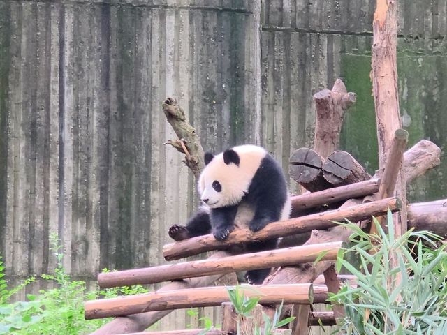 แพนด้า 🐼....เฉิงตู