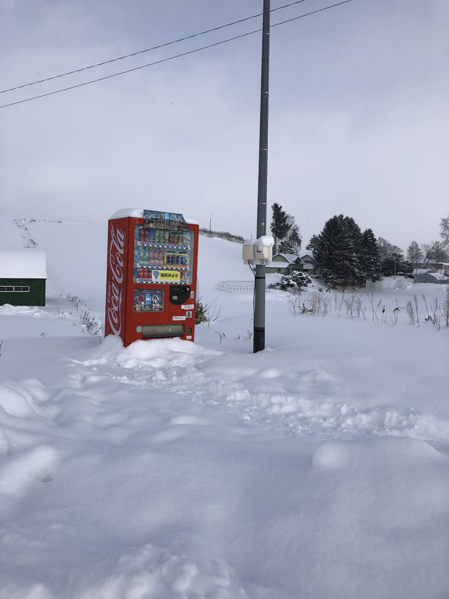 My road trip to Furano & Otaru My road trip to Furano & Otaru