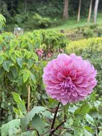 เดินเล่นในสวนดอกไม้กลางขุนเขา ดอยตุง 🌷