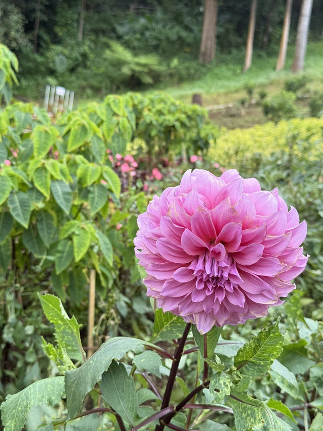 เดินเล่นในสวนดอกไม้กลางขุนเขา ดอยตุง 🌷