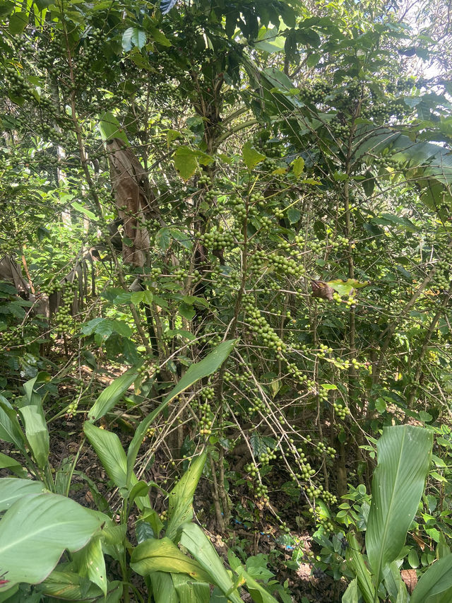 เส้นทางศึกษาธรรมชาติผาดอกเสี้ยว เส้นทางศึกษาธรรมชาติผาดอกเสี้ยว